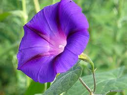 Image result for Prunkwinde