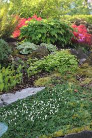 Attēlu rezultāti vaicājumam “Maianthemum bifolium fruit”