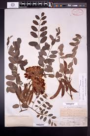 Attēlu rezultāti vaicājumam “Robinia neomexicana fruit”