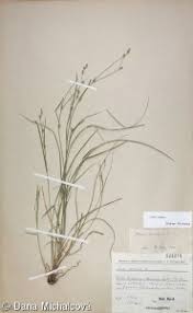 Attēlu rezultāti vaicājumam “Carex remota fruit”