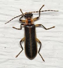 Attēlu rezultāti vaicājumam “Cantharis livida”