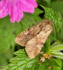 Attēlu rezultāti vaicājumam “Apamea sordens”