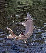 Image result for Acipenser desotoi