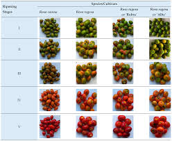 Attēlu rezultāti vaicājumam “Rosa villosa fruit”