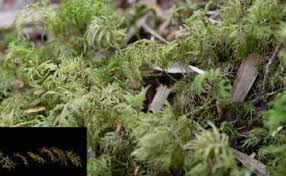 Attēlu rezultāti vaicājumam “Hylocomium splendens sporophyte”