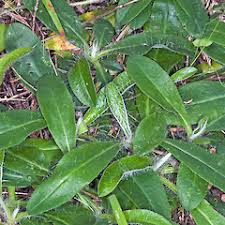 Attēlu rezultāti vaicājumam “Pilosella officinarum bud”