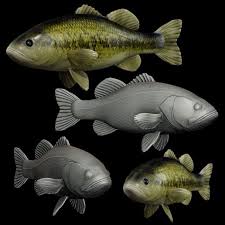 Image result for Micropterus salmoides