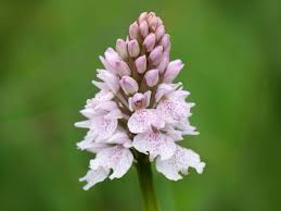 Attēlu rezultāti vaicājumam “Dactylorhiza maculata”
