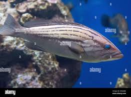 Image result for Epinephelus costae