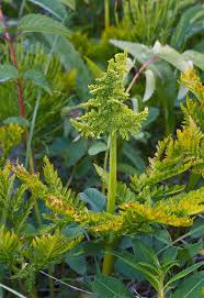Attēlu rezultāti vaicājumam “Botrychium virginianum”