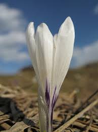 Attēlu rezultāti vaicājumam “Crocus vernus subsp. vernus”