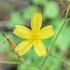 Attēlu rezultāti vaicājumam “Mycelis muralis”