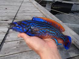 Image result for Labrus mixtus