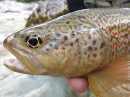Image result for Salmo marmoratus