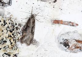 Attēlu rezultāti vaicājumam “Semioscopis oculella”