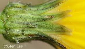 Attēlu rezultāti vaicājumam “Hieracium umbellatum bud”