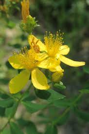 Attēlu rezultāti vaicājumam “Hypericum maculatum flower”