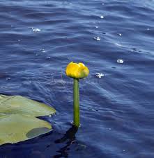 Attēlu rezultāti vaicājumam “Nuphar lutea flower”