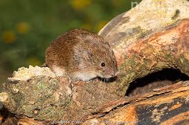 Attēlu rezultāti vaicājumam “Microtus agrestis”