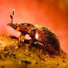 Attēlu rezultāti vaicājumam “Cychramus variegatus”