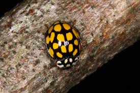 Attēlu rezultāti vaicājumam “Sospita vigintiguttata”