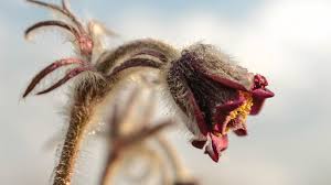 Attēlu rezultāti vaicājumam “Pulsatilla pratensis bud”