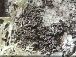 Attēlu rezultāti vaicājumam “Fuligo licentii”