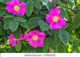 Attēlu rezultāti vaicājumam “Rosa majalis”