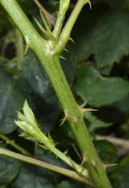 Attēlu rezultāti vaicājumam “Rubus plicatus fruit”