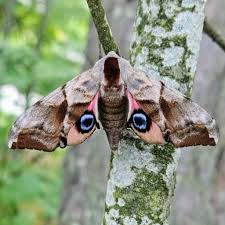 Attēlu rezultāti vaicājumam “Smerinthus ocellata”