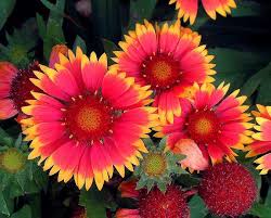 Image result for Gaillardia