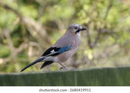 Attēlu rezultāti vaicājumam “Corvidae”