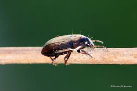 Attēlu rezultāti vaicājumam “Amara sp.”