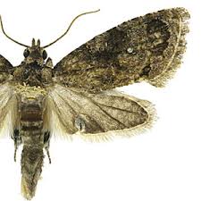 Attēlu rezultāti vaicājumam “Tortula lingulata macro”