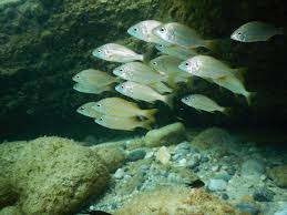 Image result for Pomadasys incisus