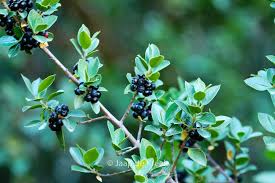 Attēlu rezultāti vaicājumam “Rhamnus cathartica”