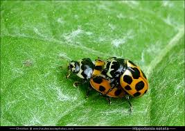 Attēlu rezultāti vaicājumam “Hippodamia notata”