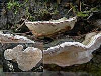 Attēlu rezultāti vaicājumam “Heterobasidion parviporum”