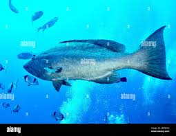 Image result for Mycteroperca rubra