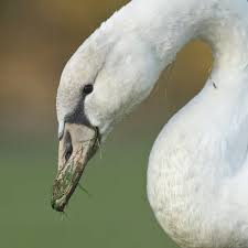 Attēlu rezultāti vaicājumam “Cygnus olor juvenile”