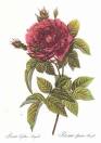 REDOUTE Gallery 1