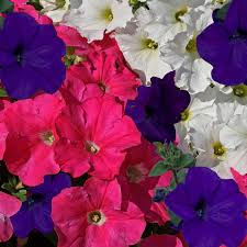Image result for Petunia hybrida
