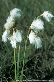 Attēlu rezultāti vaicājumam “Eriophorum angustifolium flower”