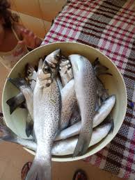 Image result for Cynoscion regalis