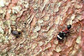 Attēlu rezultāti vaicājumam “Thanasimus formicarius”