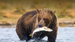 Image result for brown bear