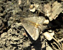 Attēlu rezultāti vaicājumam “Boudinotiana notha”