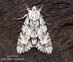 Attēlu rezultāti vaicājumam “Acronicta cuspis”