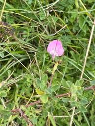 Attēlu rezultāti vaicājumam “Ononis arvensis bud”