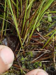 Attēlu rezultāti vaicājumam “Carex echinata”